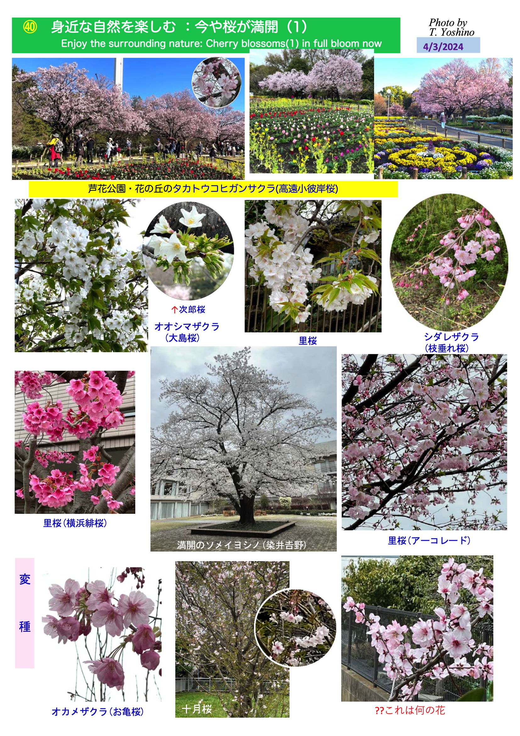 FlowerNo32